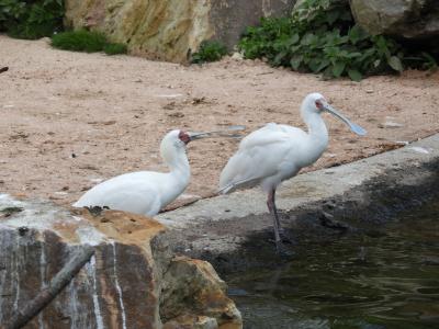 Spatule d'Afrique - 2017