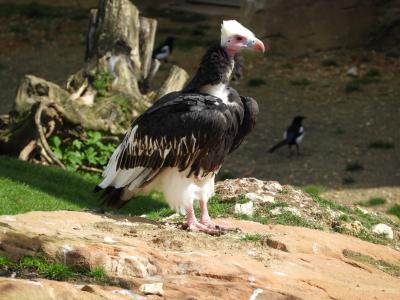 Vautour à tête blanche - 2017