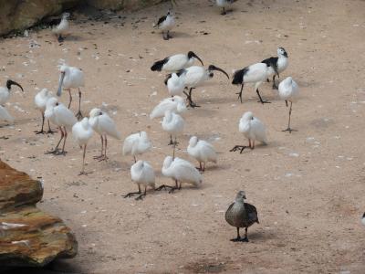 Réserve des hippopotames - 2017