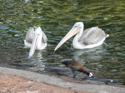 Pélican blanc - 2017