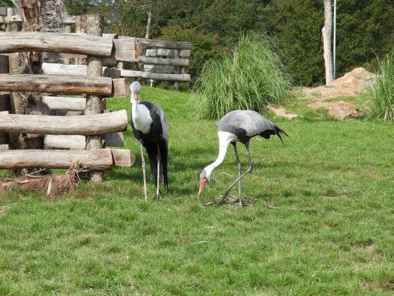 Grue caronculée - 2017