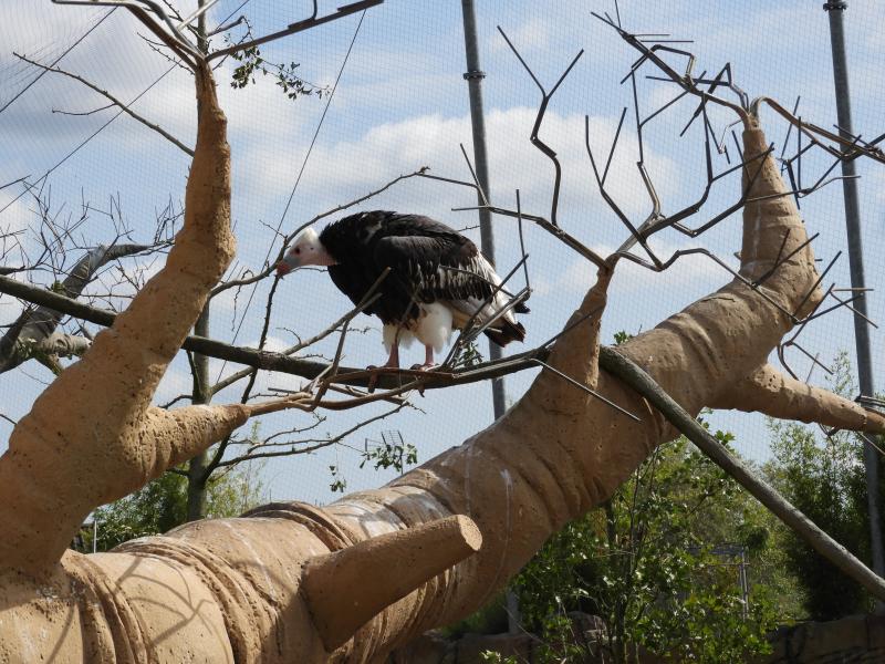 Vautour à tête blanche - 2017