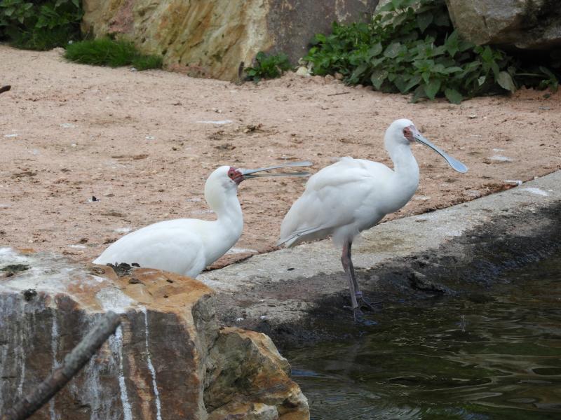 Spatule d'Afrique - 2017