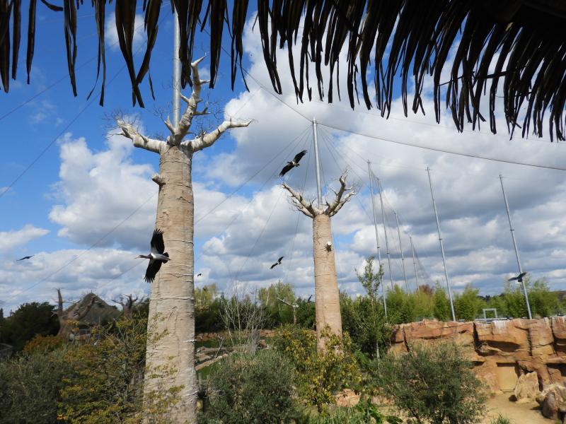 Réserve des hippopotames - 2017