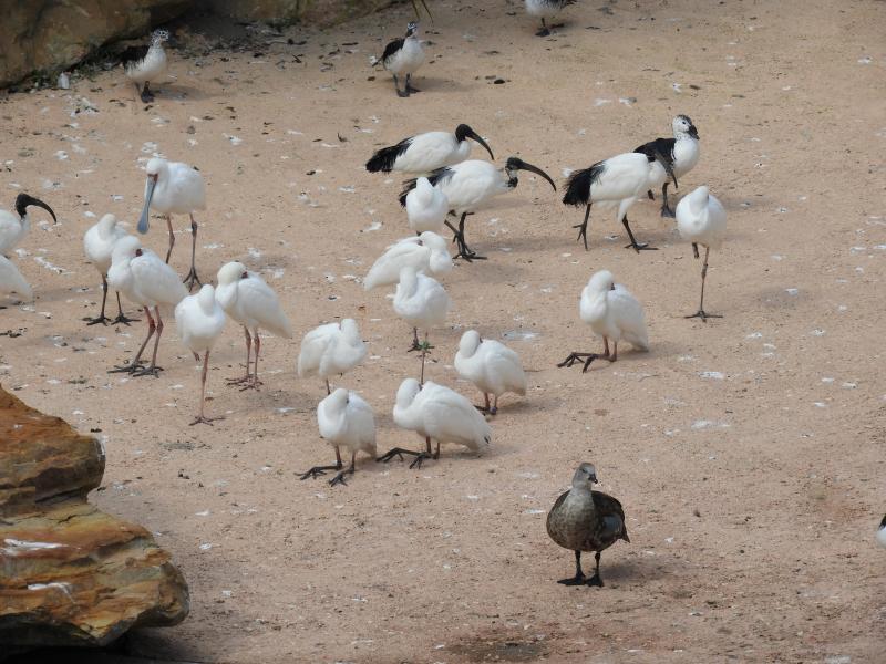 Réserve des hippopotames - 2017