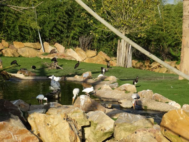 Réserve des hippopotames - 2017