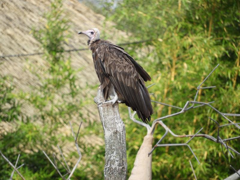 Vautour charognard - 2017