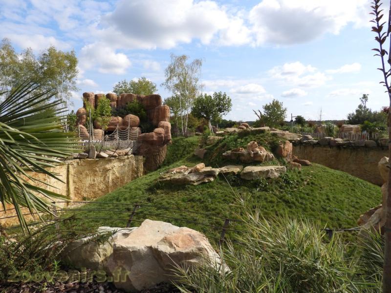 Lion d'Afrique - 2017