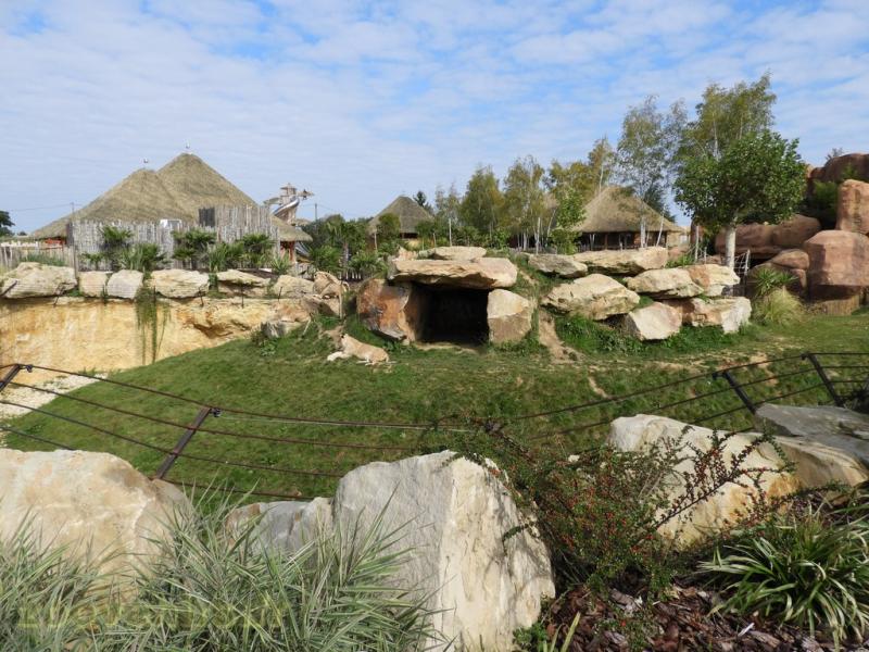 Lion d'Afrique - 2017