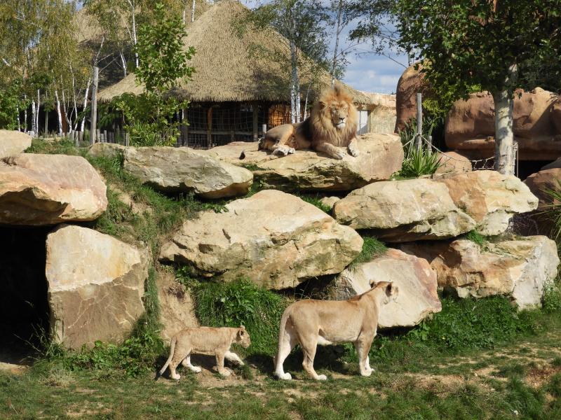 Lion d'Afrique - 2017