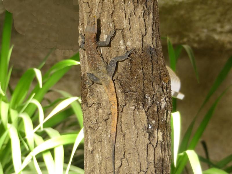 Cordyle du mozambique - 2022