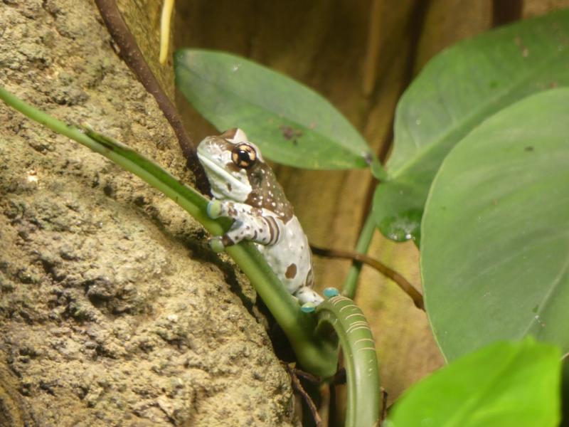 Rainette kunawalu - 2022