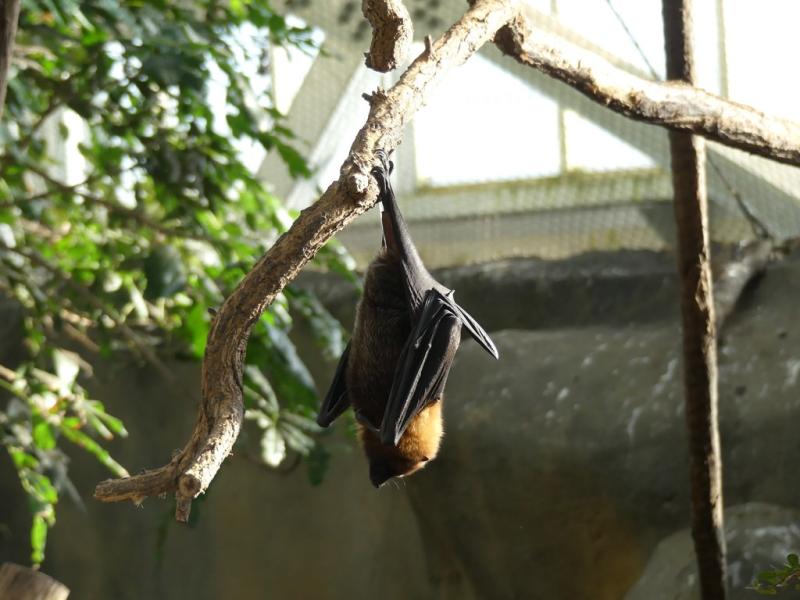 Chauve- souris de Rodrigues - 2022