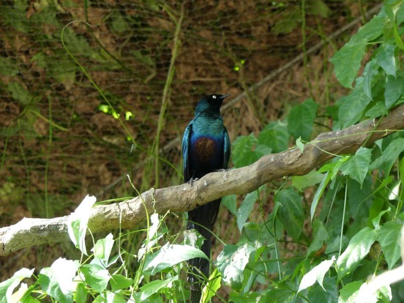 Choucador à longue queue - 2022