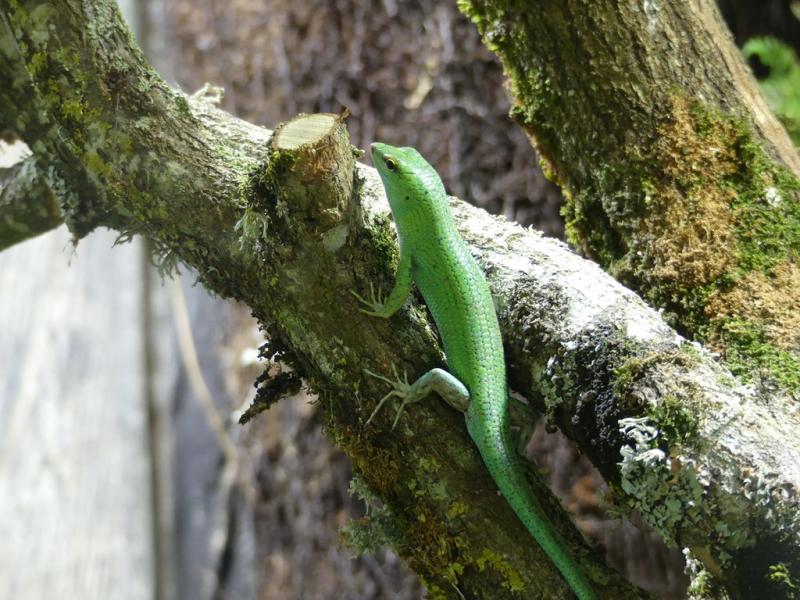 Scinque émeraude - 2022