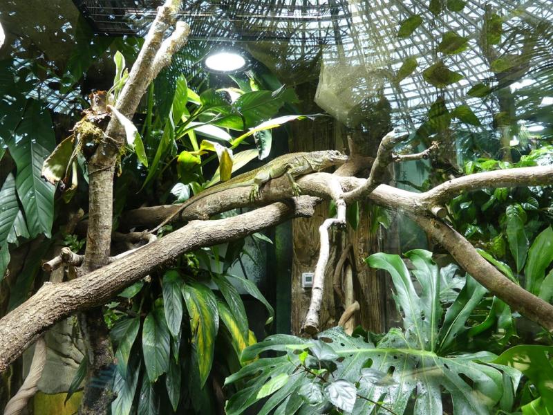 Hydrosaure des Philippines - 2022