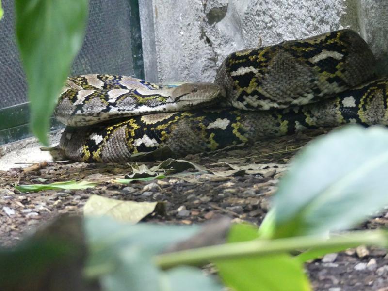 Python réticulé - 2022