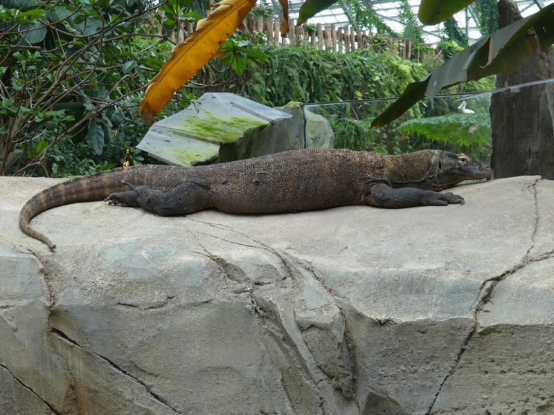 Dragon de Komodo - 2022