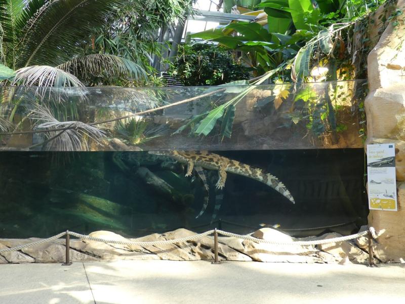 Faux-gavial de Malaisie - 2022