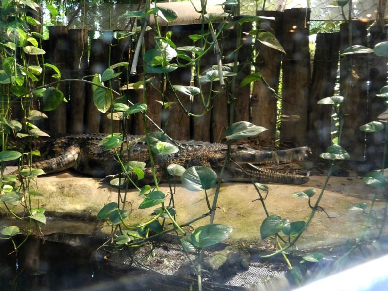 Faux-gavial de Malaisie - 2022