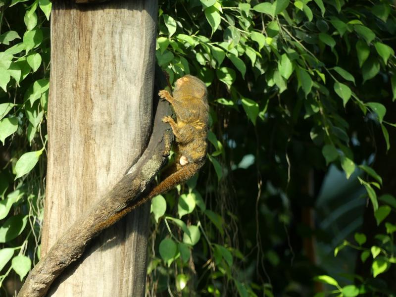 Ouistiti pygmée - 2022