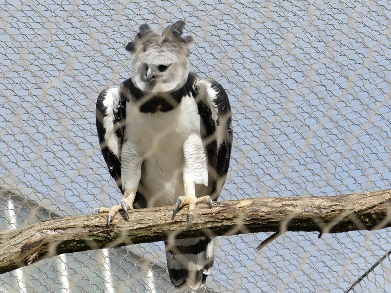 Harpie féroce - 2022