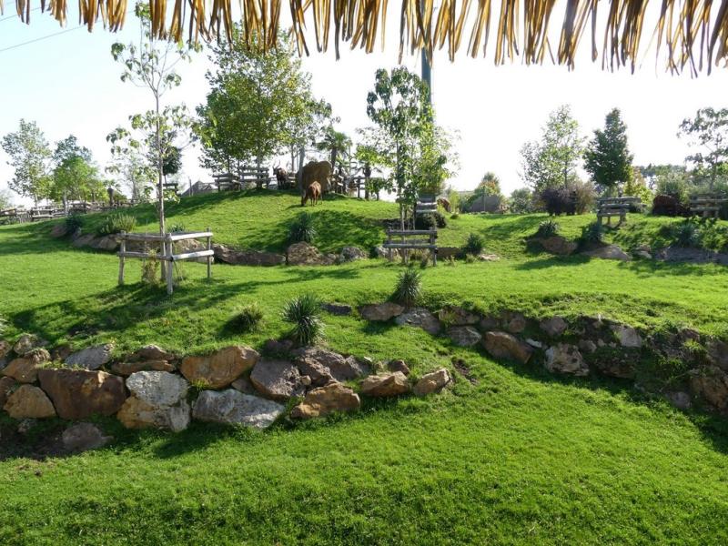 Bongo - Grue caronculée - 2022