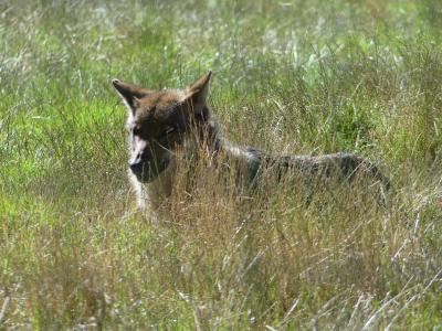 Loup d'Europe - 2022