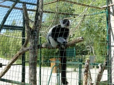 Vari noir et blanc - 2022