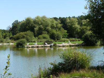 Pélican frisé - 2022