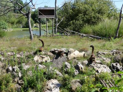 Lémur à ventre roux - 2022