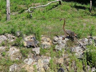 Lémur couronnée - 2022