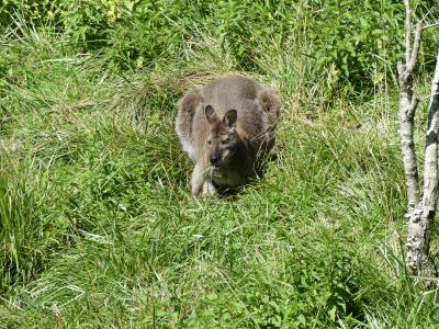 Wallaby de Bennett - 2022