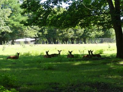 Sika du Japon - 2022