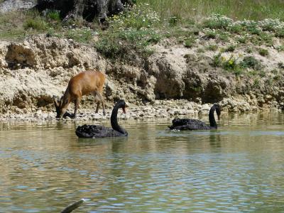 Muntjac indien - 2022