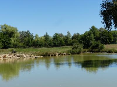 Muntjac indien - 2022