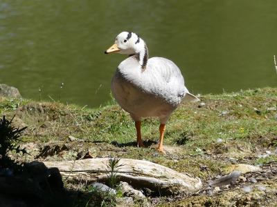 Oie à tête barrée - 2022