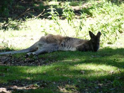 Kangourou roux - 2022