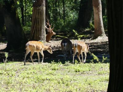 Sika pseudaxis - 2022