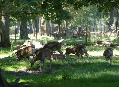 Mouflon de Corse - 2022