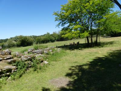 Mouflon à manchettes - 2022