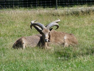 Mouflon à manchettes - 2022