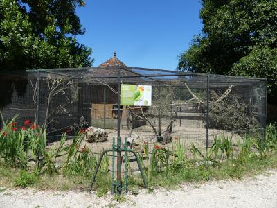 Inséparable de Fischer - 2022