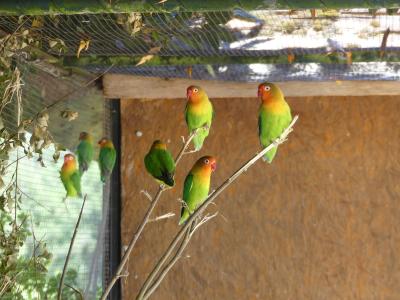 Inséparable de Fischer - 2022