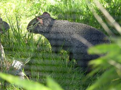 Agouti d'Azara - 2022