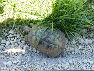 Tortue levantine - 2022