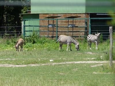 Zèbre de Grant - 2022