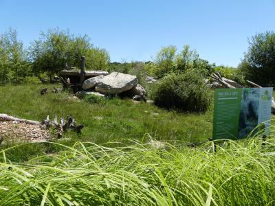 Porc epic à crète - 2022