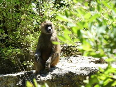 Babouin de Guinée - 2022