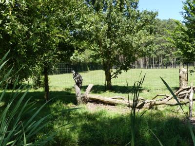 Vautour fauve - 2022